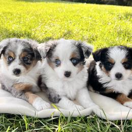 Pomeranian, Pomsky, and Toy Australian Shepherd Puppies from Blessed Little Paws