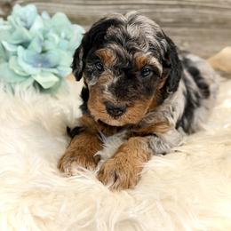 Bernedoodle and Whoodle Puppies from Genesis Family Farm