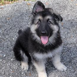 Argus - Black and silver male Shiloh Shepherd puppy in Plant City, Florida from Look Up Shilohs