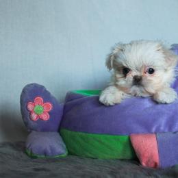 Shih Tzu Puppies from Meadowlyn's Dream Shih Tzu