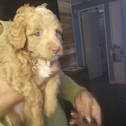 Milan.       male moyen poodle - Red  male Poodle puppy in Ocala, Florida from Jaydas Lil Jewels