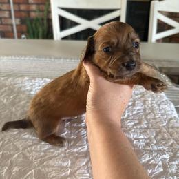 Boy 2 - Red male Dachshund puppy in Modesto, California from Lola’s Doxies