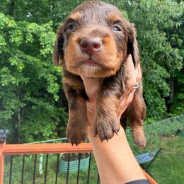 Hershey - Chocolate and tan male Dachshund puppy in Cleveland, Georgia from Memaw’s Minis Babies Doxies