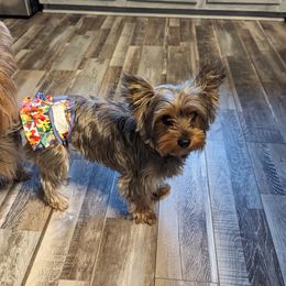 Holly - Yorkshire Terrier