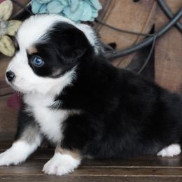 Caddy BTF 1 Blue Eye - Black tri female Miniature Australian Shepherd puppy in Lawton, Oklahoma from Lindsey’s Aussies