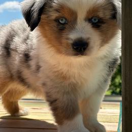 Cinderella - Blue merle female Miniature Australian Shepherd puppy in Doddridge, Arkansas from Huddleston Farm