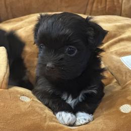 Hope - Chocolate female Havanese puppy in Arizona from HavaDoggie