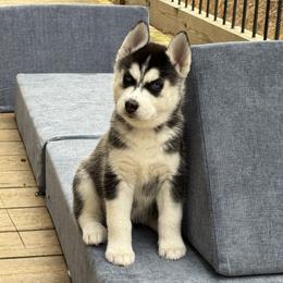 Blaire (Light Pink) - Black and white female Siberian Husky puppy in Ellijay, Georgia from Appalachian Siberians LLC