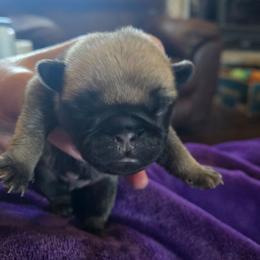Boy 1 - Fawn male Pug puppy in Cheyenne, Wyoming from Viking Kennel