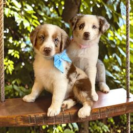 Kora Batty - Red merle female Australian Shepherd puppy in Statesville, North Carolina from Charming Australian Shepherds
