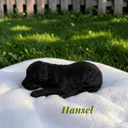 Hansel - Sable male Poodle puppy in Ellenburg Center, New York from Kristin's Puppies