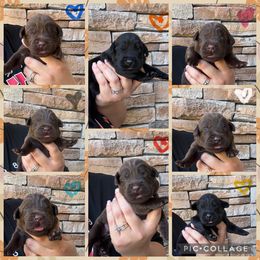 Blue Collar Male - Chocolate male Labrador Retriever puppy in Kissimmee, Florida from SunState Labs