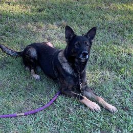 Titan - German Shepherd
