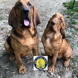 Bloodhound Puppies from Rays Of Sunshine Bloodhounds