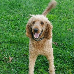 Den - Poodle