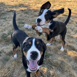 Greater Swiss Mountain Dog puppies from Runamuck's Greater Swiss Mountain Dogs