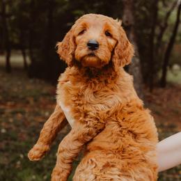 Goldendoodle Puppies from Bows & Ties Doodles