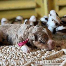 Sage (pink collar) - Brown merle female Aussiedoodle puppy in Mouth Of Wilson, Virginia from HoneyBunn Doodle Co.