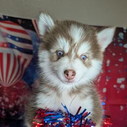 Vernon - 1900 - Red and white male Pomsky puppy in Spring Hill, Florida from www.PuppyTimeEmporium.com
