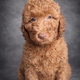 Ruby - Red Mini Girl - 18 to 25 lbs - Red  female Goldendoodle puppy in Lancaster, California from Kid's Best Doodle