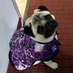 Pugs from Hill Country Pugs