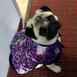 Pugs from Hill Country Pugs