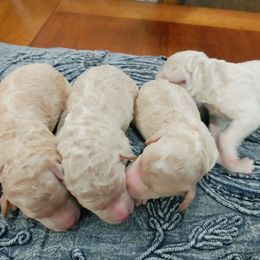 Goldendoodle Puppies from Ninnie's Doodles