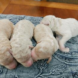 Goldendoodle Puppies from Ninnie's Doodles