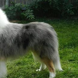 Collies from Wild Wind Collies