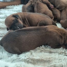 Boy 3 - male Rhodesian Ridgeback puppy in Kansas City, Missouri from Stoneridge Ridgebacks