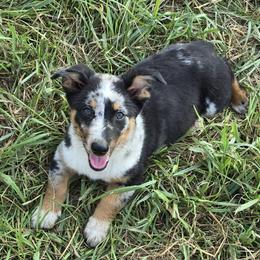 Annie - Pembroke Welsh Corgi