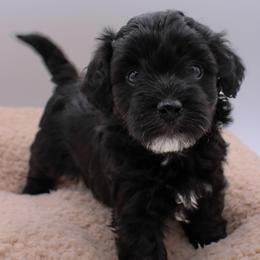 Starburst - Black female Havapoo puppy in Hendersonville, North Carolina from Grayfinn House