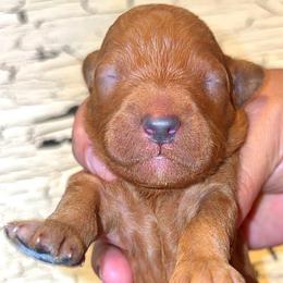 Boy 2 - Red  male Goldendoodle puppy in Holly, Colorado from Vida’s Loving Doodles