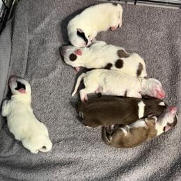 Pomsky puppies from Red Rock Ranch Breeders