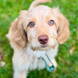 Kristoff - Caramel male Australian Labradoodle puppy in Stanwood, Washington from Victoria Creek Australian Labradoodles