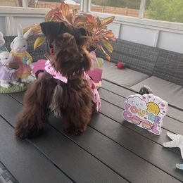 Frida - Miniature Schnauzer