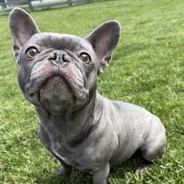 Jade - French Bulldog
