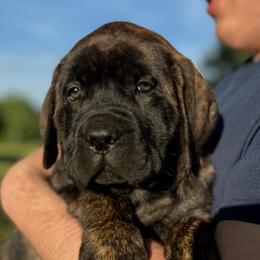 Mae - Brindle female Mastiff puppy in Carthage, Missouri from Mama’s Mastiffs