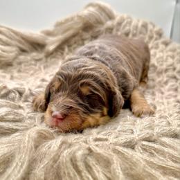Marshall - Red phantom male Assorted Doodle Crosses puppy in Waco, Georgia from Huff Family Doxies & Doodles