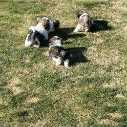 Shih Tzu Puppies from Willow Lane Shih Tzus