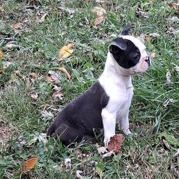 Edgar - Black brindle and white male Boston Terrier puppy in Smallett, Missouri from B's Bostons
