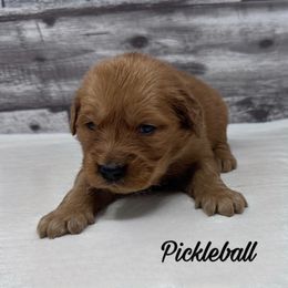 Golden Retriever Puppies from Holly Hill Kennels
