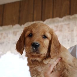 Girl 2 - Golden Retriever puppy from High Plains Goldens