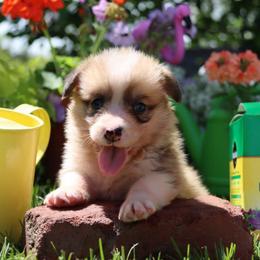 Oscar - Red male Pembroke Welsh Corgi puppy in Pollock, Missouri from Northstar