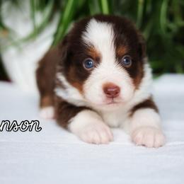 Johnson - Red tri-color male Miniature American Shepherd puppy in Battle Ground, Washington from Casita Miniature American Shepherds