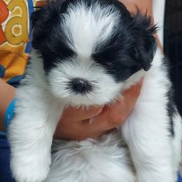 Shih Tzu Puppies from Evelyn's Shih Tzus