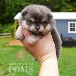 Girl 1 - Blue and tan female Pomeranian puppy in Kingston, Georgia from Southern Charm Poms