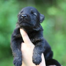 3rd choice - Sable male German Shepherd puppy in Lucasville, Ohio from Trusting Hearts Kennel