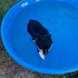 Toy Australian Shepherds from Savannah's Mini and Toy Aussies