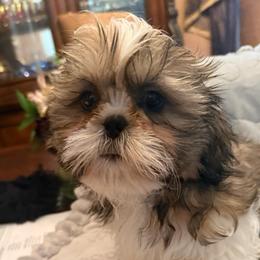 Bristol - Liver and white male Shih Tzu puppy in Frisco, Texas from My Royal Shih Tzu⚜️